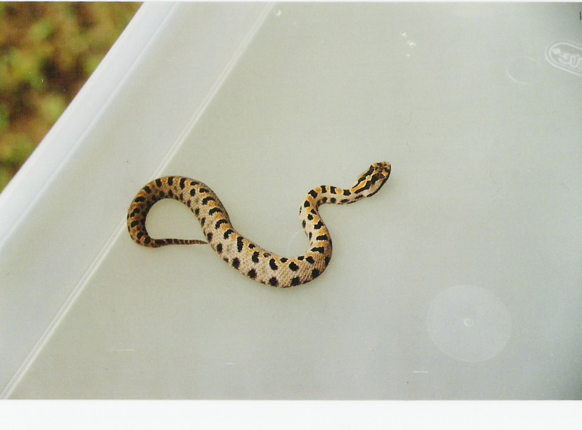 western pygmy.jpg [286 Kb]